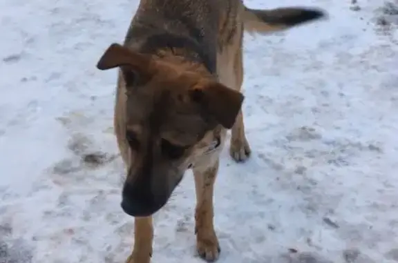 Найдена собака, Ногинск, фото: Собака найдена: 1-я Молзинская ул., Ногинск