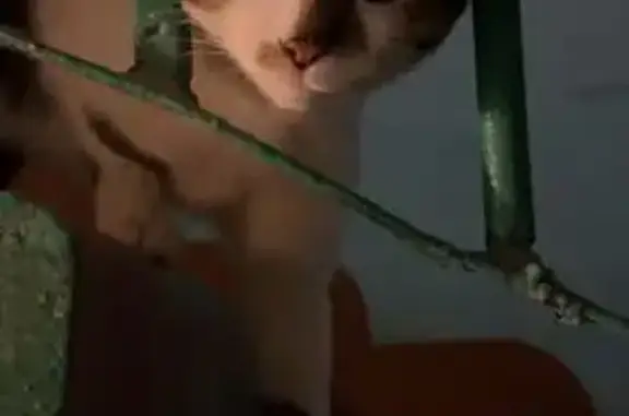 Найдена кошка, Пермь, фото: Кошка найдена: ул. Мира, 126А, Пермь