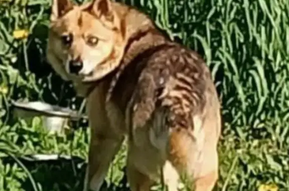 Пропала собака, Богашёво, Томская обл. - photo