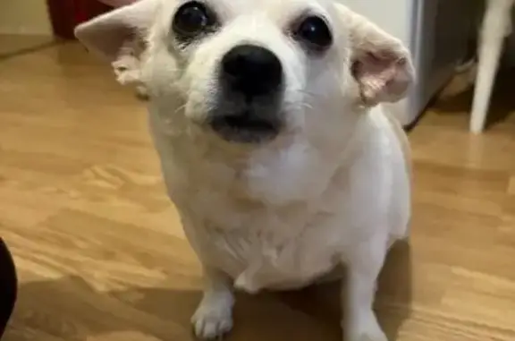 Найдена собака, Гатчина, фото: Собака найдена, ул. Сандалова, Гатчина