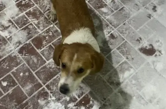 Найдена собака, Новоаннинский, фото: Собака найдена: Новоаннинский, Волгоградская