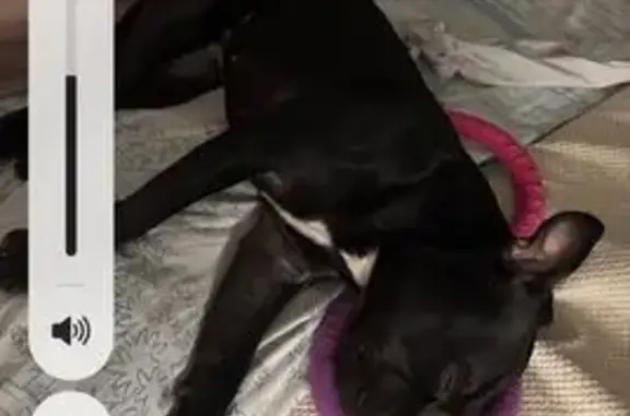 Пропала собака, Медицинская 11, Йошкар-Ола - photo