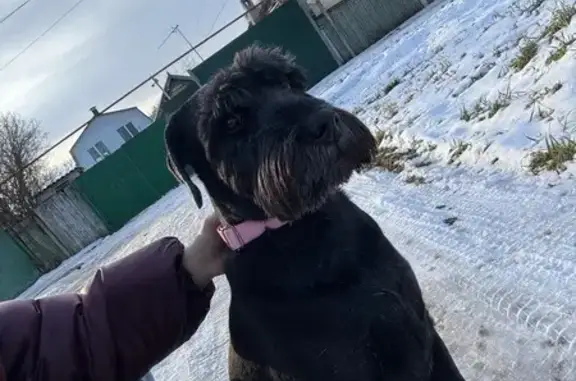 Найдена собака, Ессентуки, фото: Найдена собака, Пятигорская 31, Ессентуки