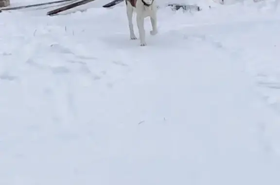 Найдена собака, Заволжское, фото: Найдена собака, Заволжское с/п, Ярославль