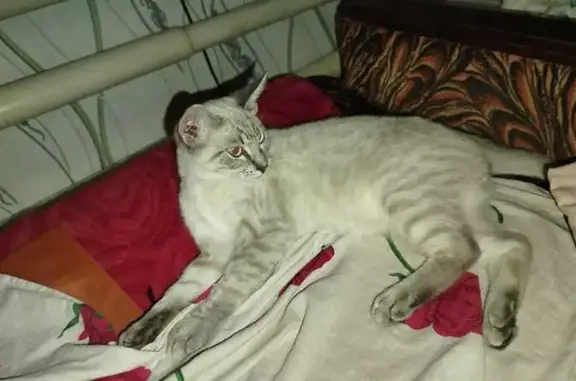 Пропала сиамская кошка, ул. Коминтерна, 13 - photo