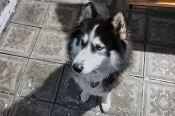 Объявления о пропавших и найденных животных, Балашов, фото: Собака найдена: ул. Степана Разина 28, Балашов