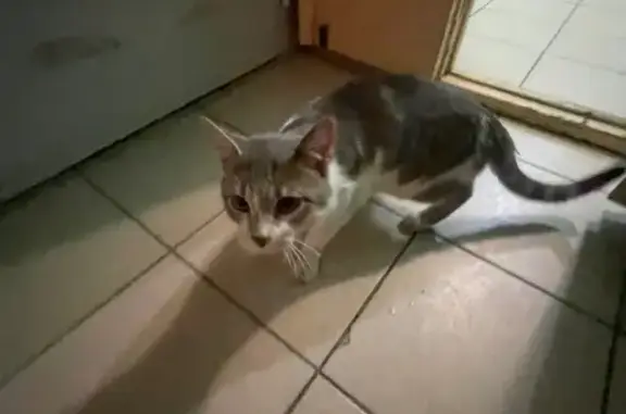 Найдена кошка, Брянск, фото: Кошка найдена: ул. Крахмалёва, 57, Брянск