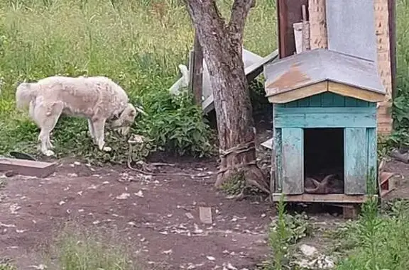 Пропала собака в Электростали, МО - photo