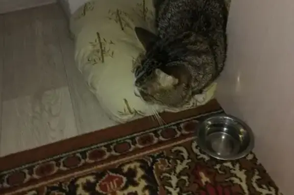 Найдена кошка, Самара, фото: Кошка найдена: Аэродромная ул., 16А