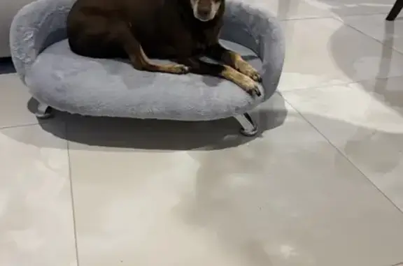 Пропала собака в Горшково, Дмитров - photo