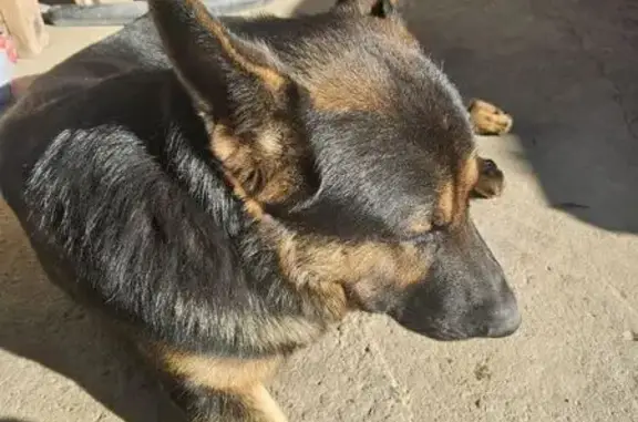 Пропала собака, Сочи, ул. Ленина 21/1 - photo