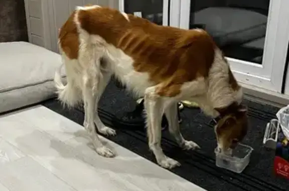 Найдена собака, Новокладовое, фото: Русская борзая найдена на Городок, 56