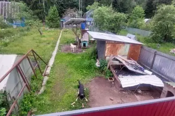 Пропала собака в Электростали, МО - photo