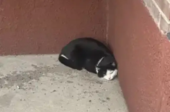 Объявления о пропавших и найденных животных, Абакан, фото: Кошка найдена у Арбан, 8, Абакан