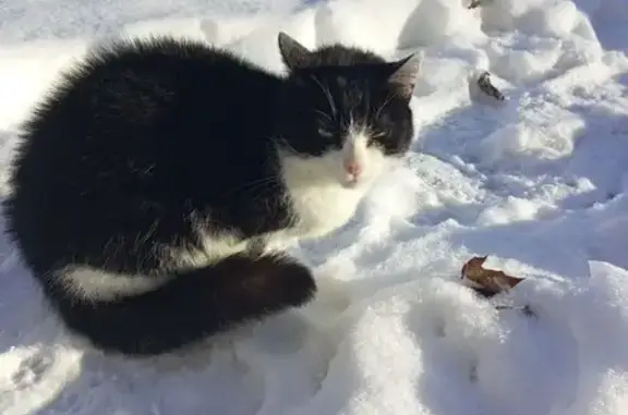 Найдена кошка, Калининград, фото: Кошка найдена: ул. А. Невского, 88, Калининград