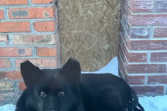 Найдена собака, Новошахтинск, фото: Овчарка найдена на ул. Ломоносова, Новошахтинск