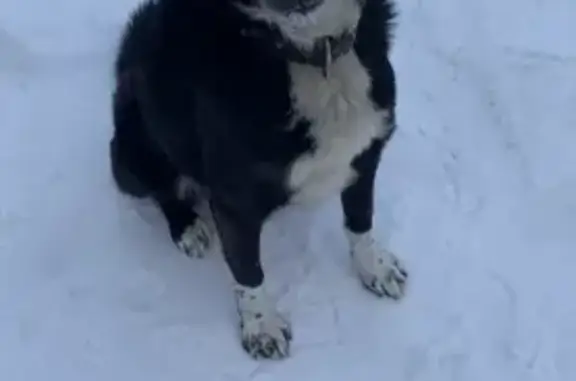 Пропала собака, Старицкая ул., 92, Торжок - photo