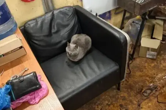 Найдена кошка, Москва, фото: Серая кошка найдена: Волжский бул., 51 с6