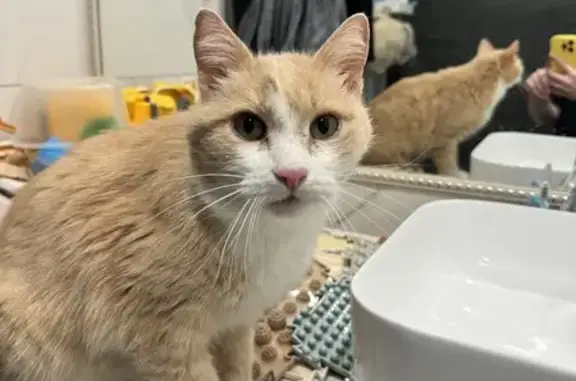 Найдена кошка, Сыктывкар, фото: Найден котик, Дырнос 40, Сыктывкар