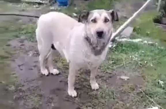 Пропала собака, п. Мегет, Иркутская обл. - photo