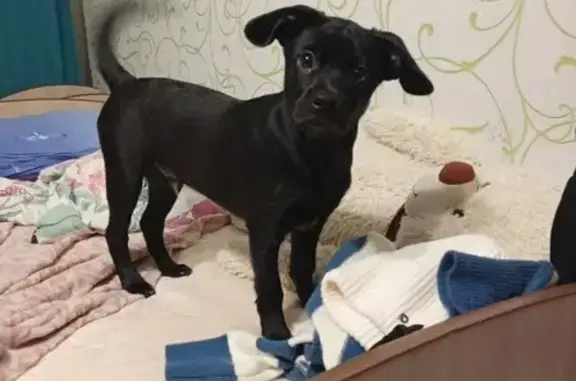 Пропала собака, Пермская 16б, Нижневартовск - photo