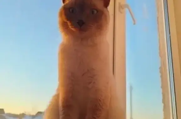 Пропала кошка, Верхняя Тура, Свердловск - photo