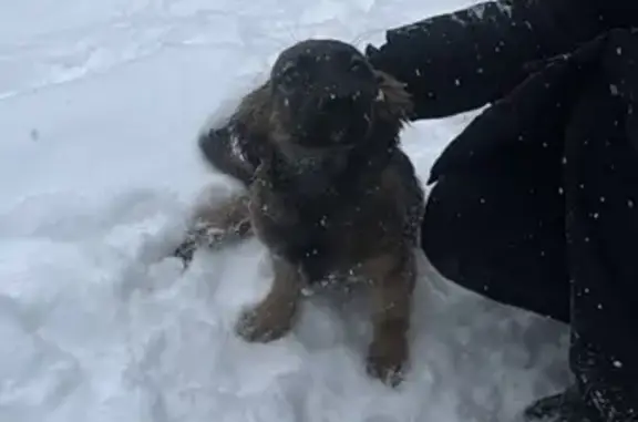 Найдена собака, Оренбург, фото: Маленький добрый пес найден на Конституции, 17