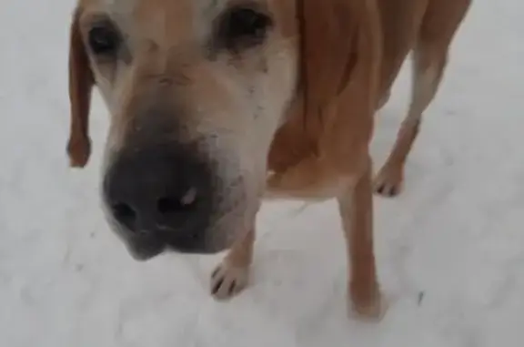 Найдена собака, Ромашкинское, фото: Найдена собака, пос. Лососёво, ул. Окунёвая