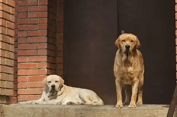 Пропал лабрадор, Папоротниковая 16 - photo