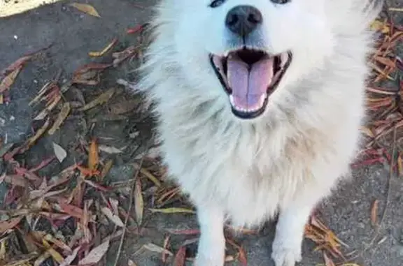 Пропала собака, Староминская, Кавказ - photo