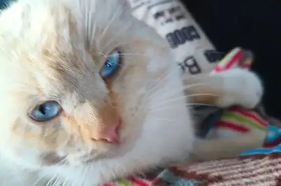 Найдена кошка, Тюмень, фото: Найдена кошка на Большой Заречной, 133, Тюмень