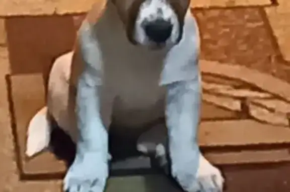 Пропала собака, Батайск, ул. 50 лет Октября, 292 - photo