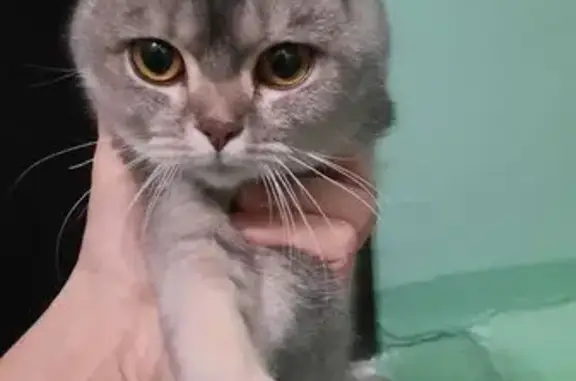 Потерянные животные Нижний Тагил, фото: Пропала кошка, ул. Щорса, 21, Н. Тагил