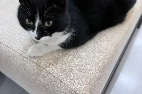 Найдена кошка, Ростов-на-Дону, фото: Кошка найдена на Можайской, Ростов-на-Дону