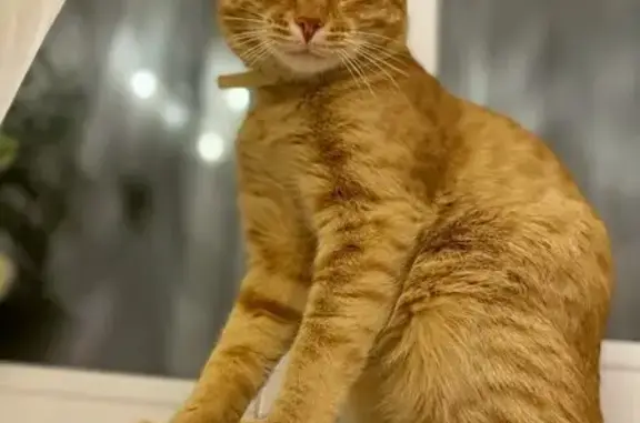 Пропала кошка, Семёнов, Нижегородская обл. - photo