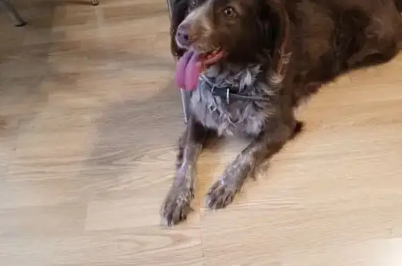 Найдена собака, Ульяновск, фото: Найдена собака, Ульяновск, Ульяновская обл.