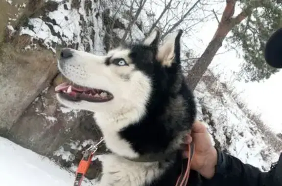 Пропала собака, ул. Карла Маркса, 62 - photo