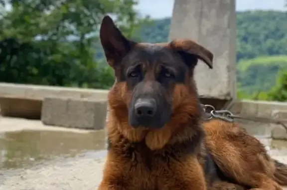 Пропала овчарка, А-149, Высокое - photo