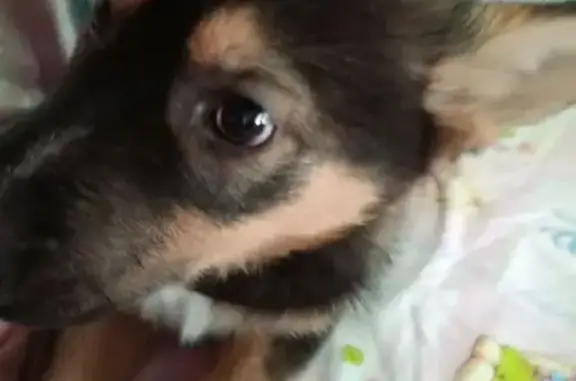 Пропала собака на Чернышевского, 10 - photo