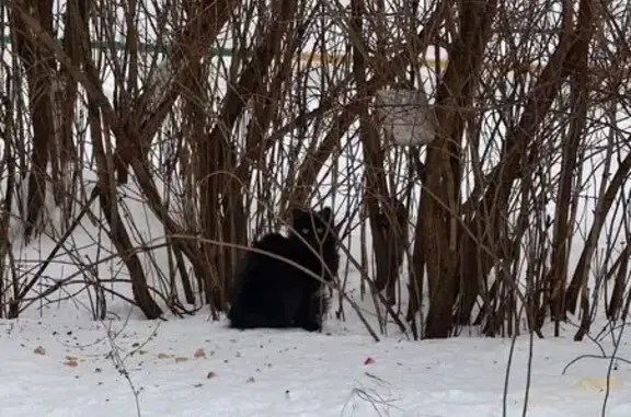 Найдена кошка, Пермь, фото: Кот замерзает! Пл. Дружба, Гагарина 39