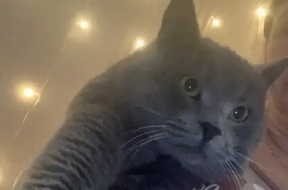 Пропала кошка, Садовая ул. 137, Суходол - photo