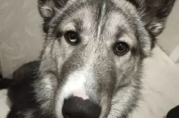 Найденные животные Петропавловск-Камчатский, фото: Найдена собака, ул. Ключевская, ПК 