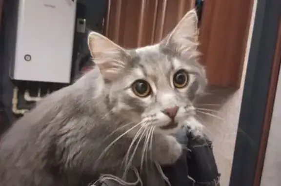 Пропала кошка, ул. Болвинова, 10, Волгоград - photo