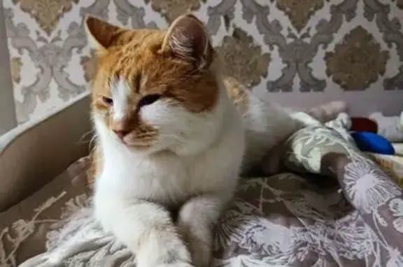 Объявления о пропавших и найденных животных, Балаково, фото: Кошка найдена: Минская ул., Балаково