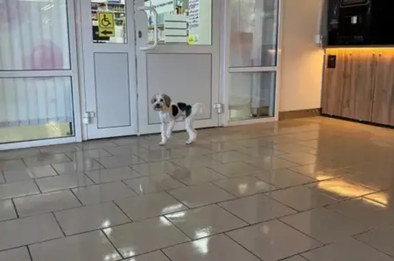 Найдена собака, Прохладный, фото: Найдена собака, ул. Булгакова, с2, Прохладный