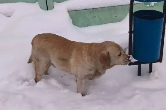 Найдена собака, Лыткарино, фото: Собака найдена: Тураевское ш., Лыткарино