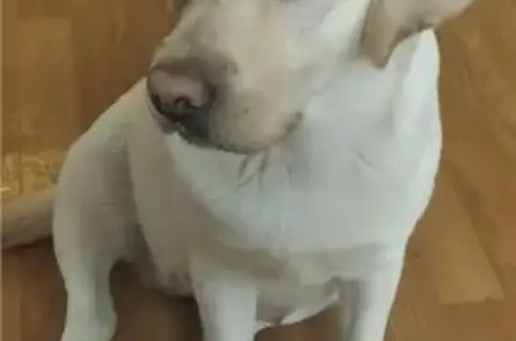 Пропала собака на Молодёжной улице - photo