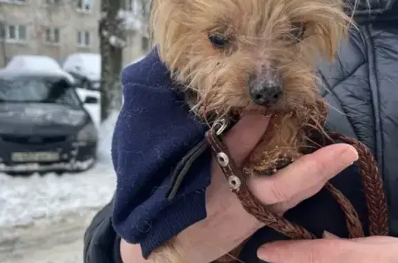Найдена собака, Дзержинск, фото: Собака найдена: Водозаборная 9/36, Дзержинск