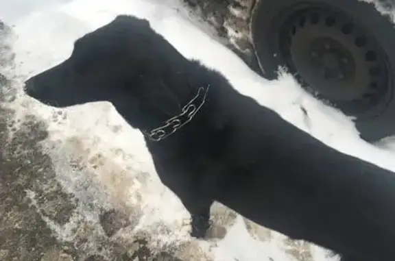 Найдена собака, Москва, фото: Собака найдена у Волгоградского пр., 183/36