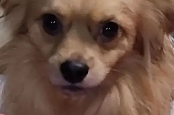 Пропала собака на Кузнецова, 7, Переславль - photo